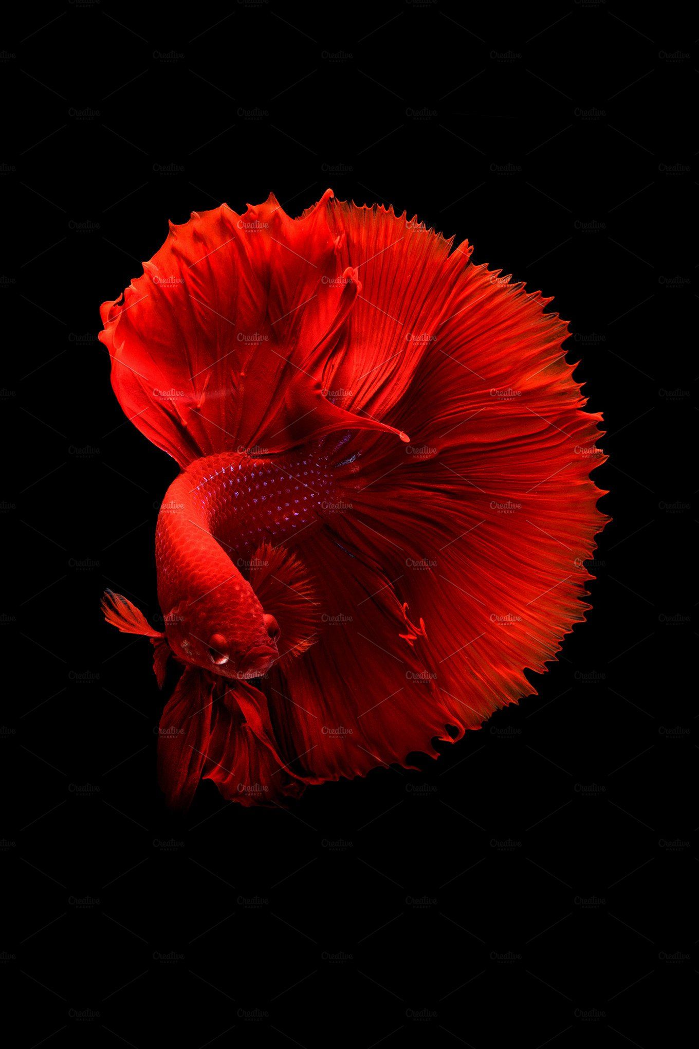 Red Betta Fish Wallpaper Hd , HD Wallpaper & Backgrounds