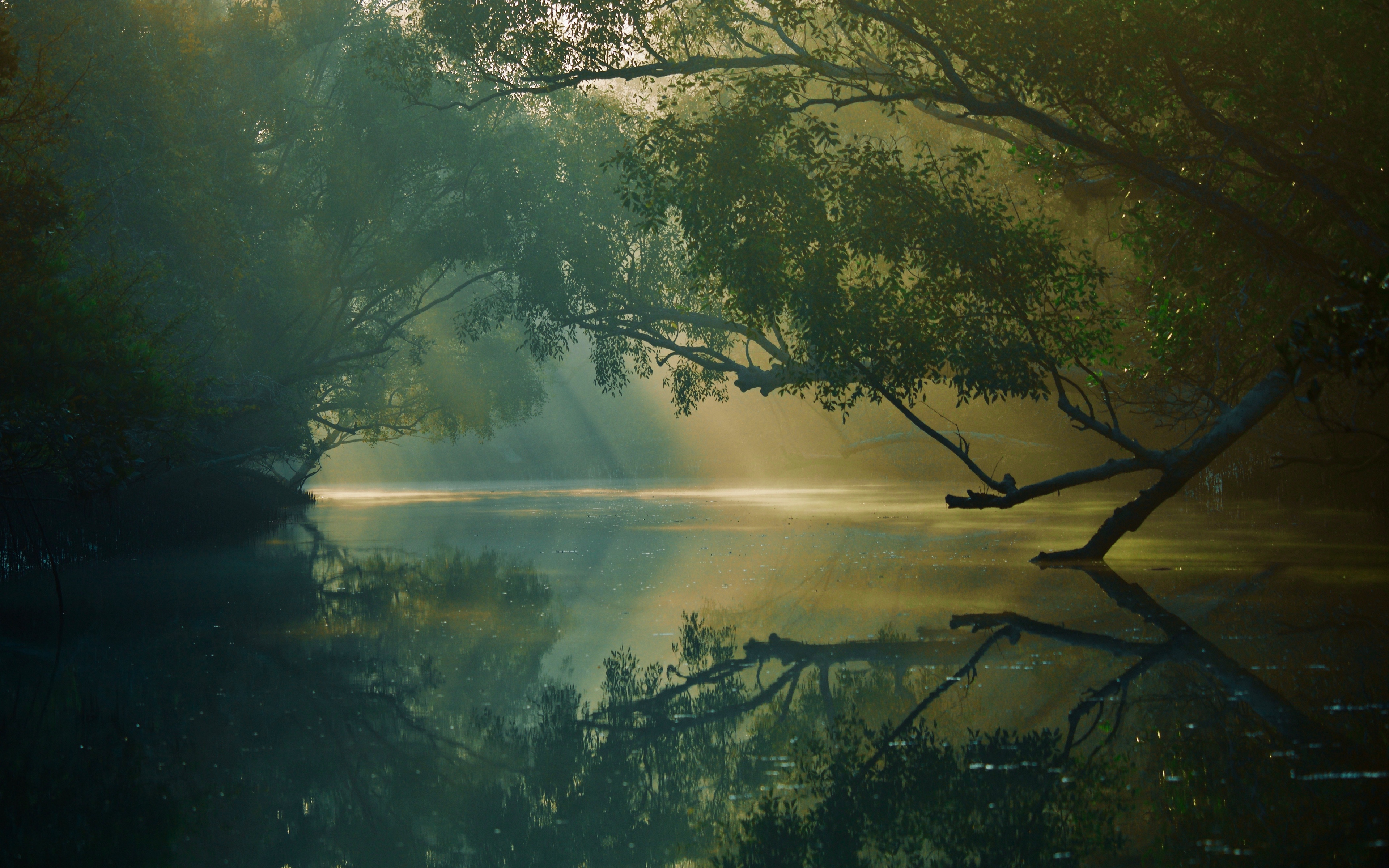 Wallpaper Trees, River, Reflection, Forest, Swamp, - Bangladesh Wallpaper Phone , HD Wallpaper & Backgrounds