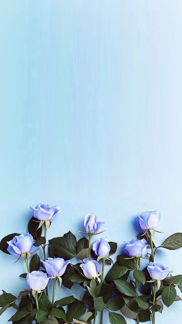 Happy Birthday Blue Roses , HD Wallpaper & Backgrounds