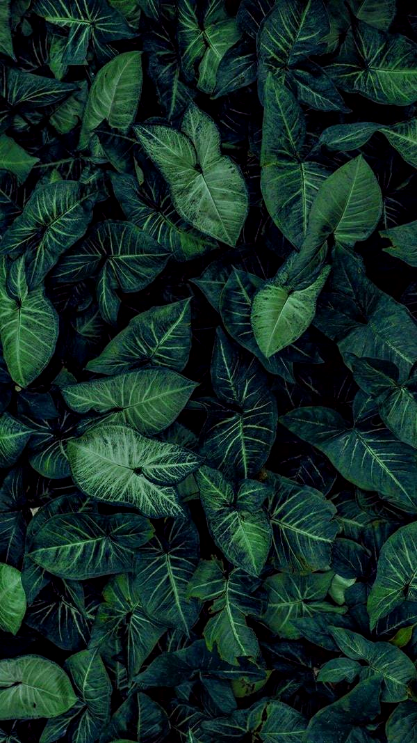 Dark Green Plant Background , HD Wallpaper & Backgrounds