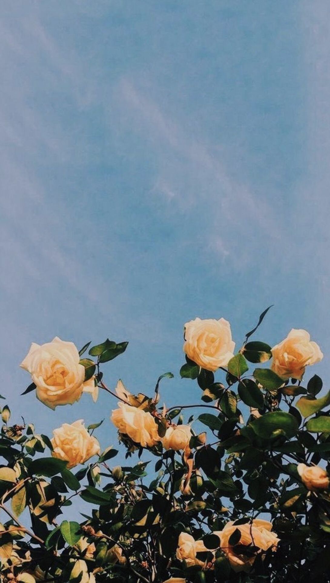 Roses Iphone Background , HD Wallpaper & Backgrounds