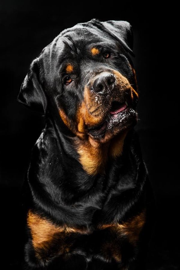 Rottweiler Wallpapers 24 Images Dodowallpaper - Perros Malos , HD Wallpaper & Backgrounds