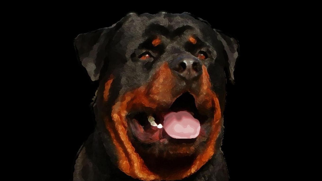 1080p Rottweiler Hd , HD Wallpaper & Backgrounds