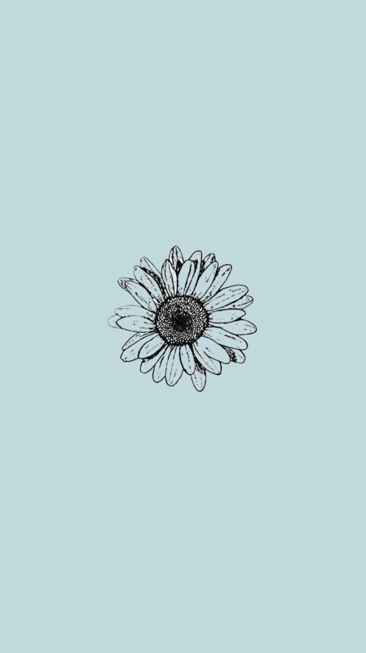 Daisy Flower Drawing , HD Wallpaper & Backgrounds