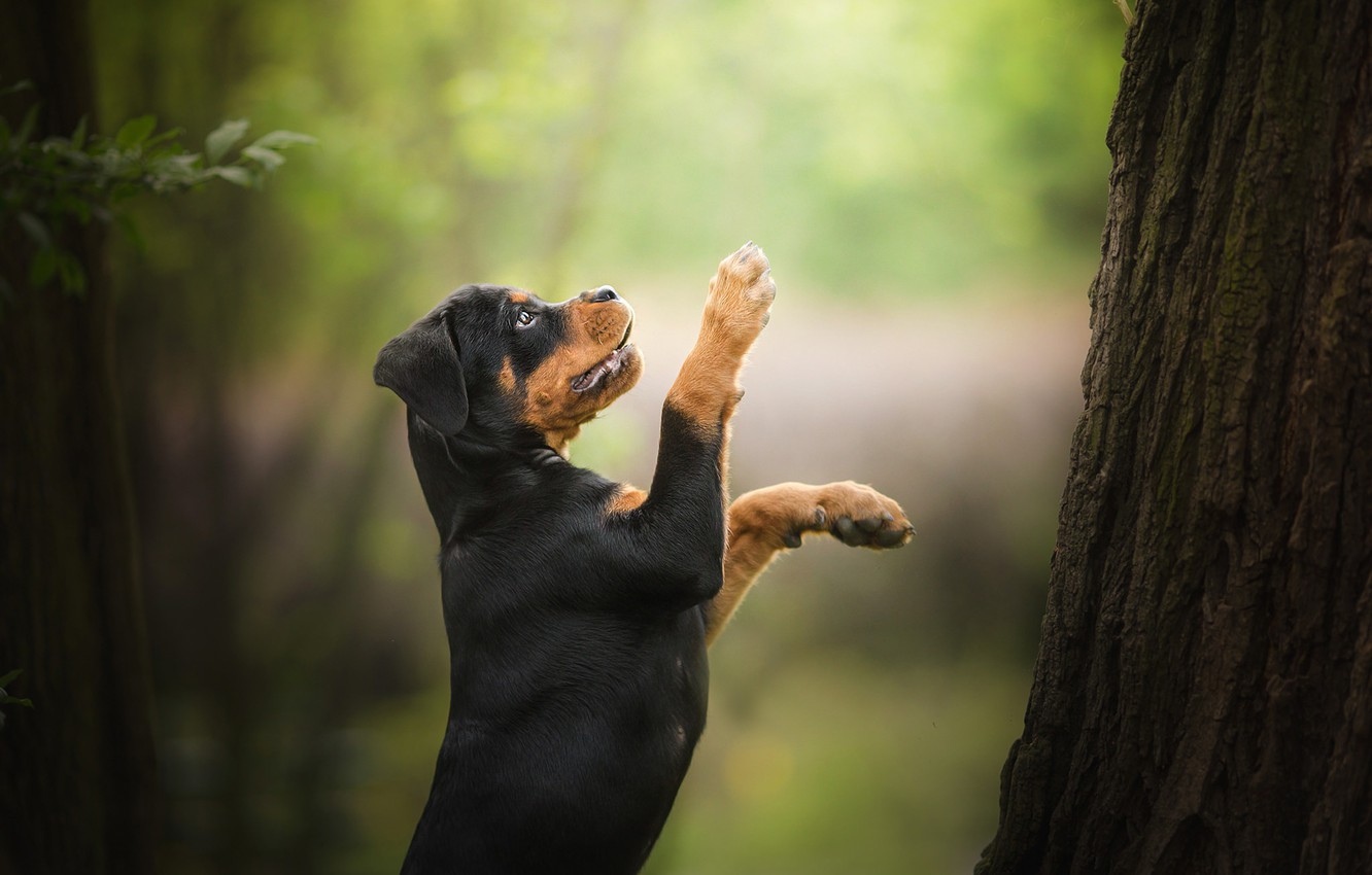 Photo Wallpaper Tree, Dog, Paws, Puppy, Stand, Bokeh, - Rottweiler , HD Wallpaper & Backgrounds