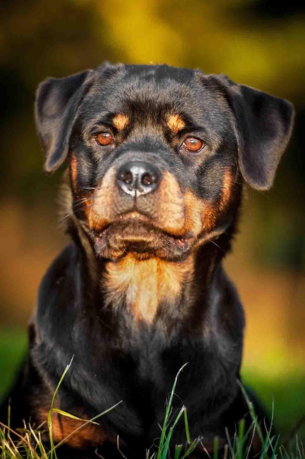 Hd Rottweiler Wallpaper - High Resolution Rottweiler Hd , HD Wallpaper & Backgrounds