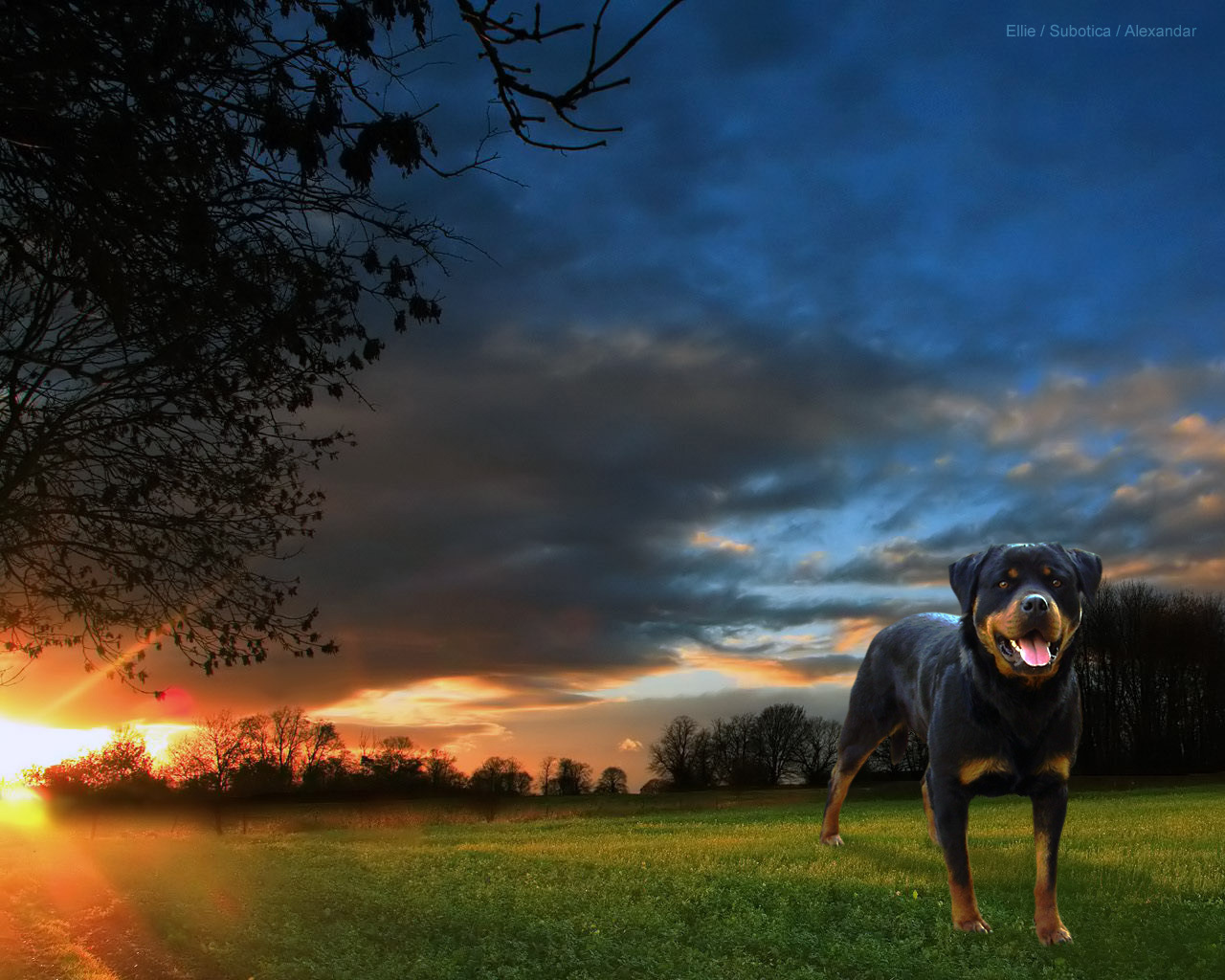 Beautiful Rottweiler - Rottweiler Hd Pc Wallpaper Download , HD Wallpaper & Backgrounds