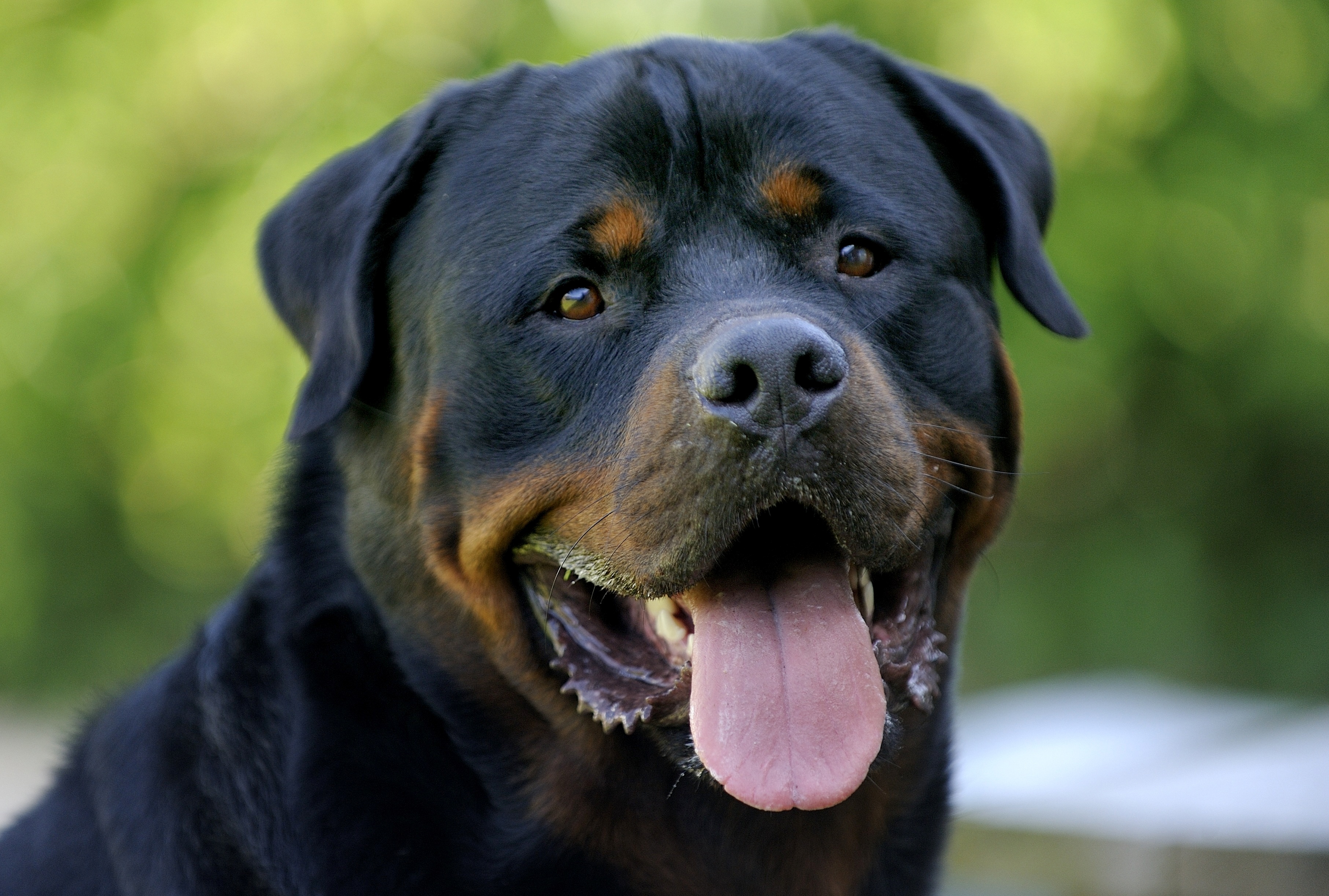 Rottweiler Wallpaper , HD Wallpaper & Backgrounds