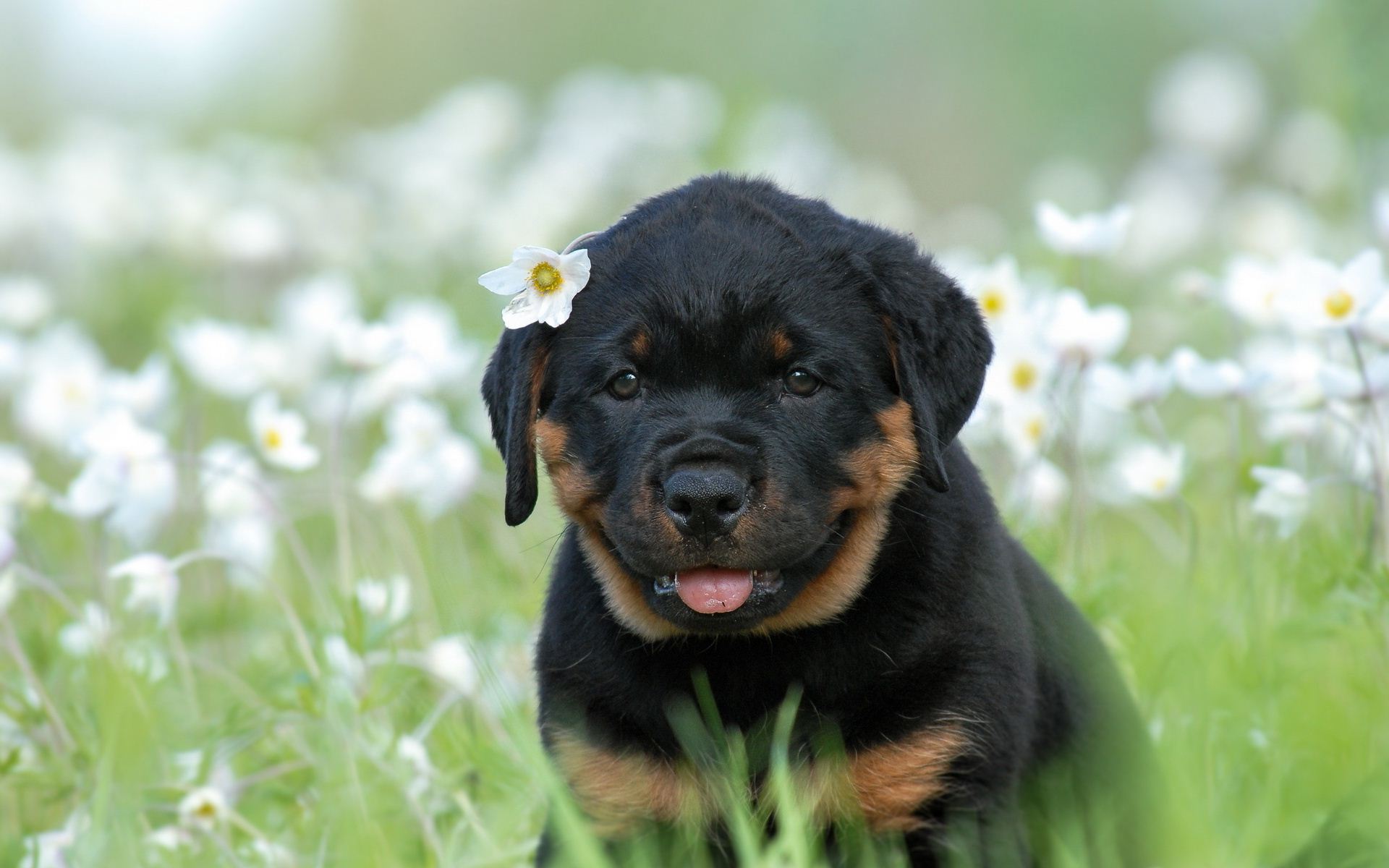 Rottweiler Wallpaper - Rottweiler Puppies With Flowers , HD Wallpaper & Backgrounds