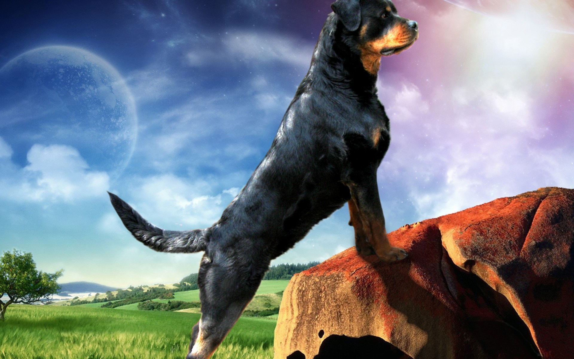 Rottweiler Background , HD Wallpaper & Backgrounds