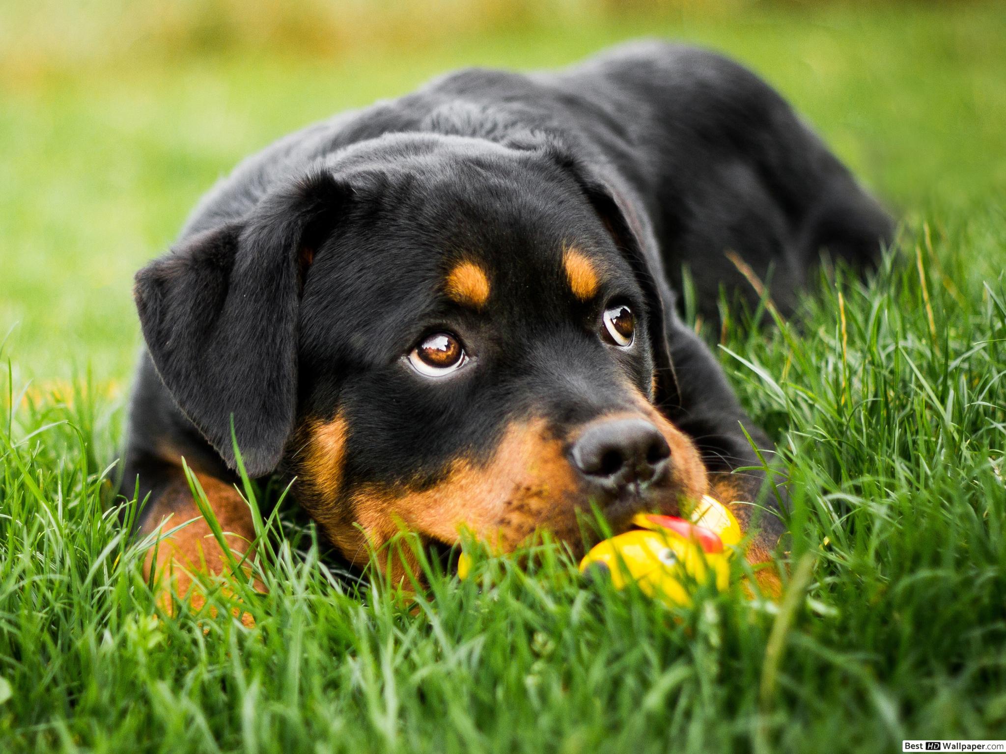 Baby Dogs Rottweiler , HD Wallpaper & Backgrounds