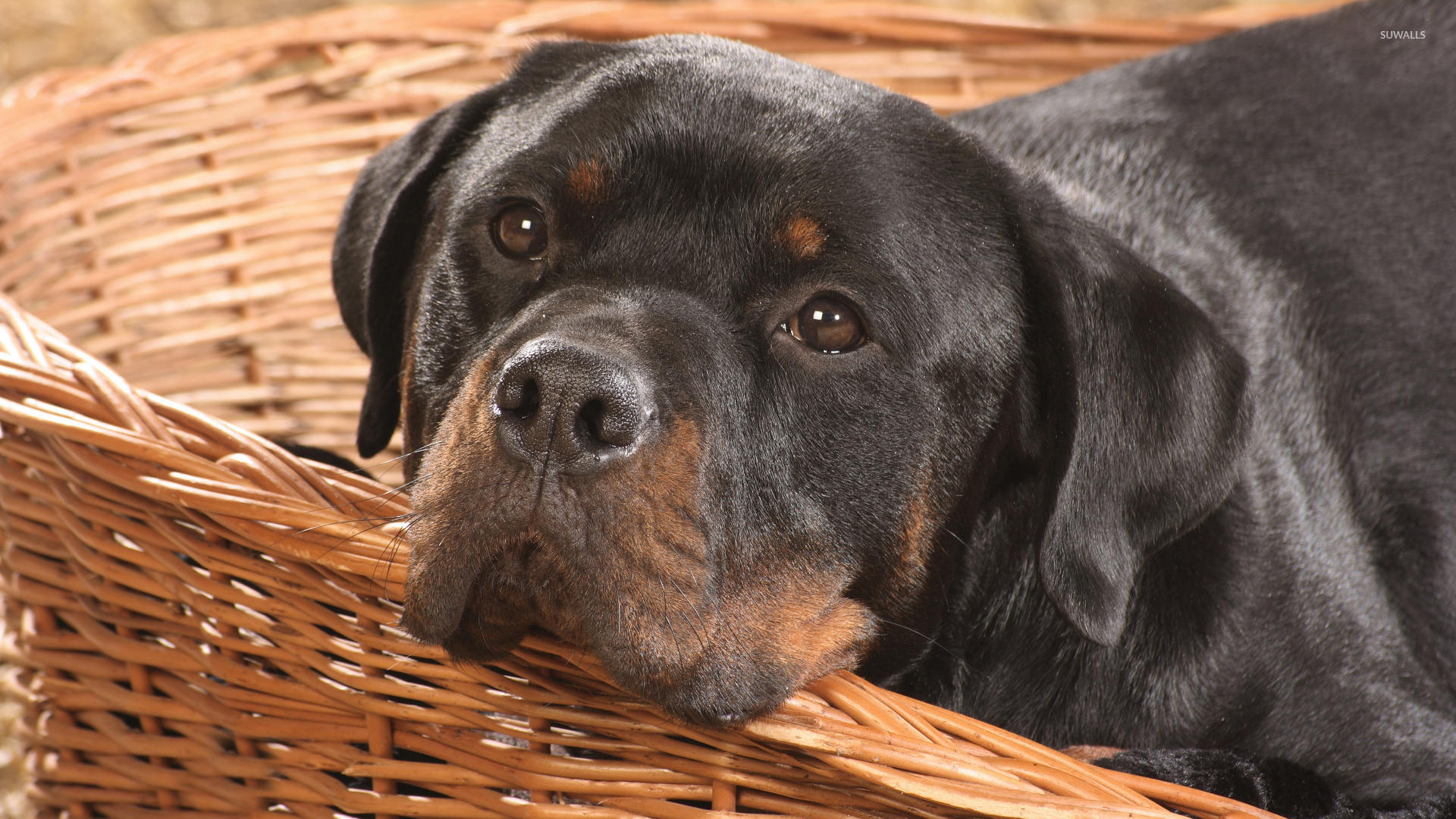 Cute Rottweiler , HD Wallpaper & Backgrounds