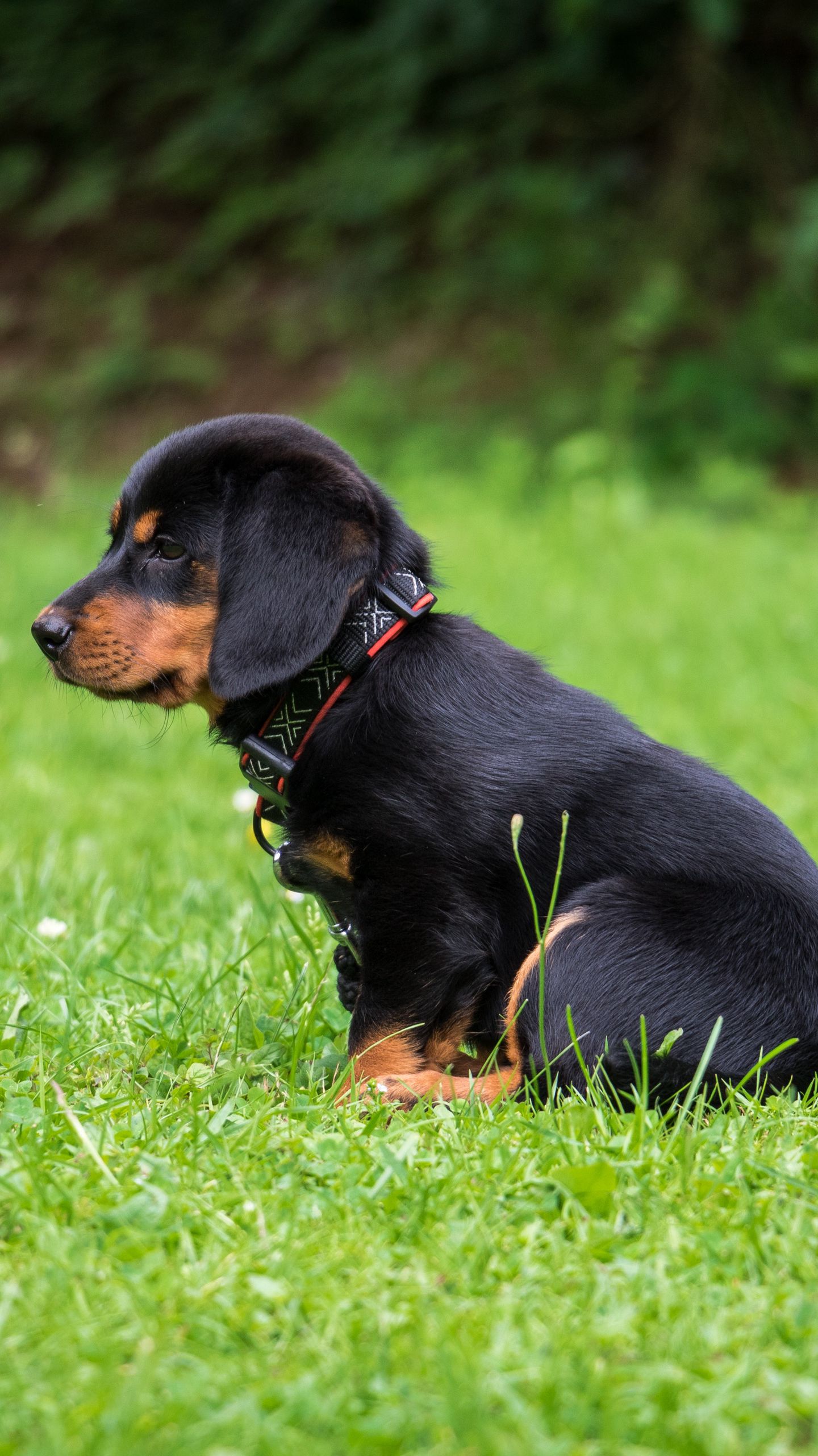 Wallpaper Rottweiler, Puppy, Dog, Cute - Aggressive Small Dog Breeds , HD Wallpaper & Backgrounds