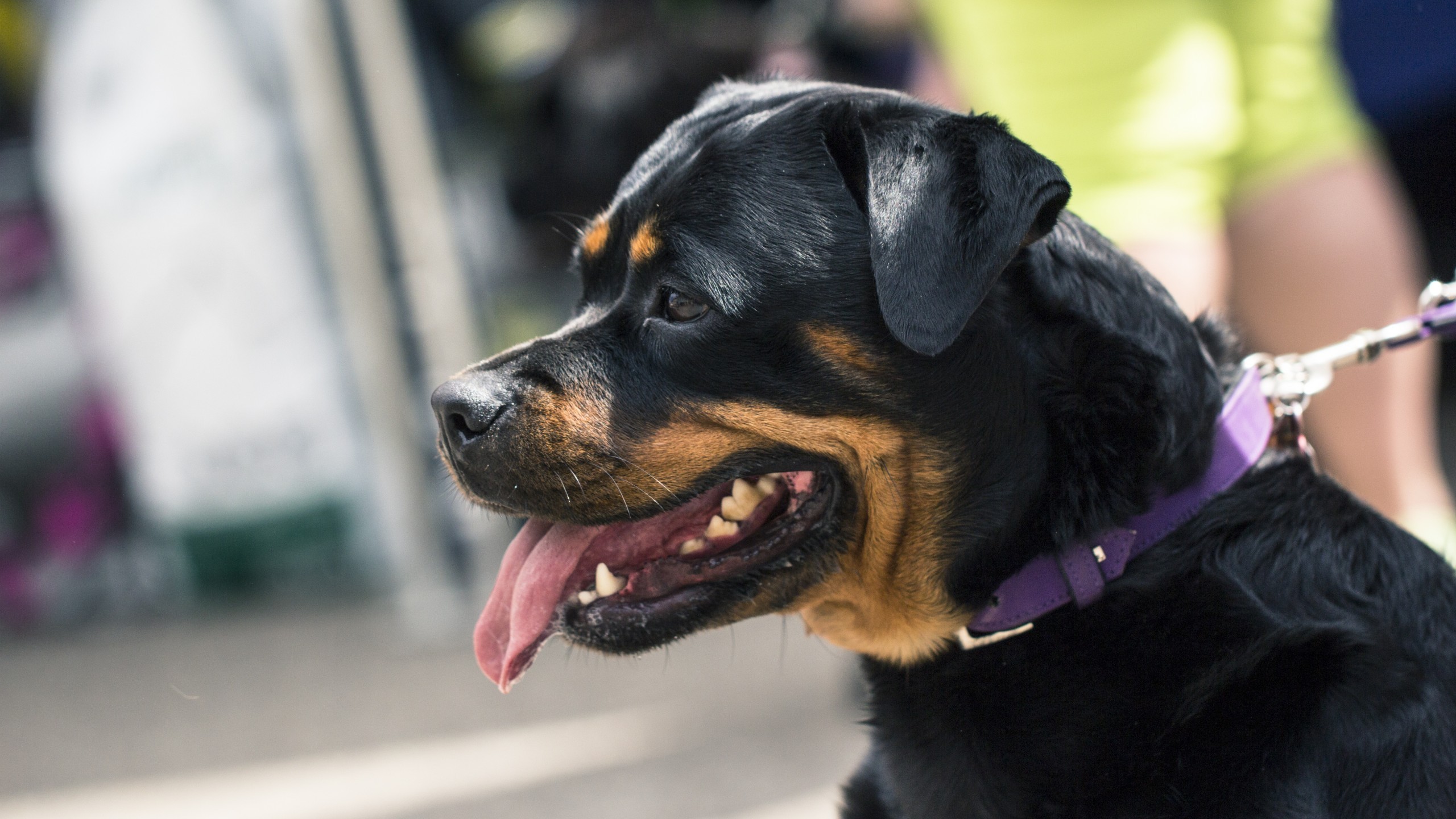 Rottweiler, Profile View, Close-up, Dogs - Rottweiler , HD Wallpaper & Backgrounds