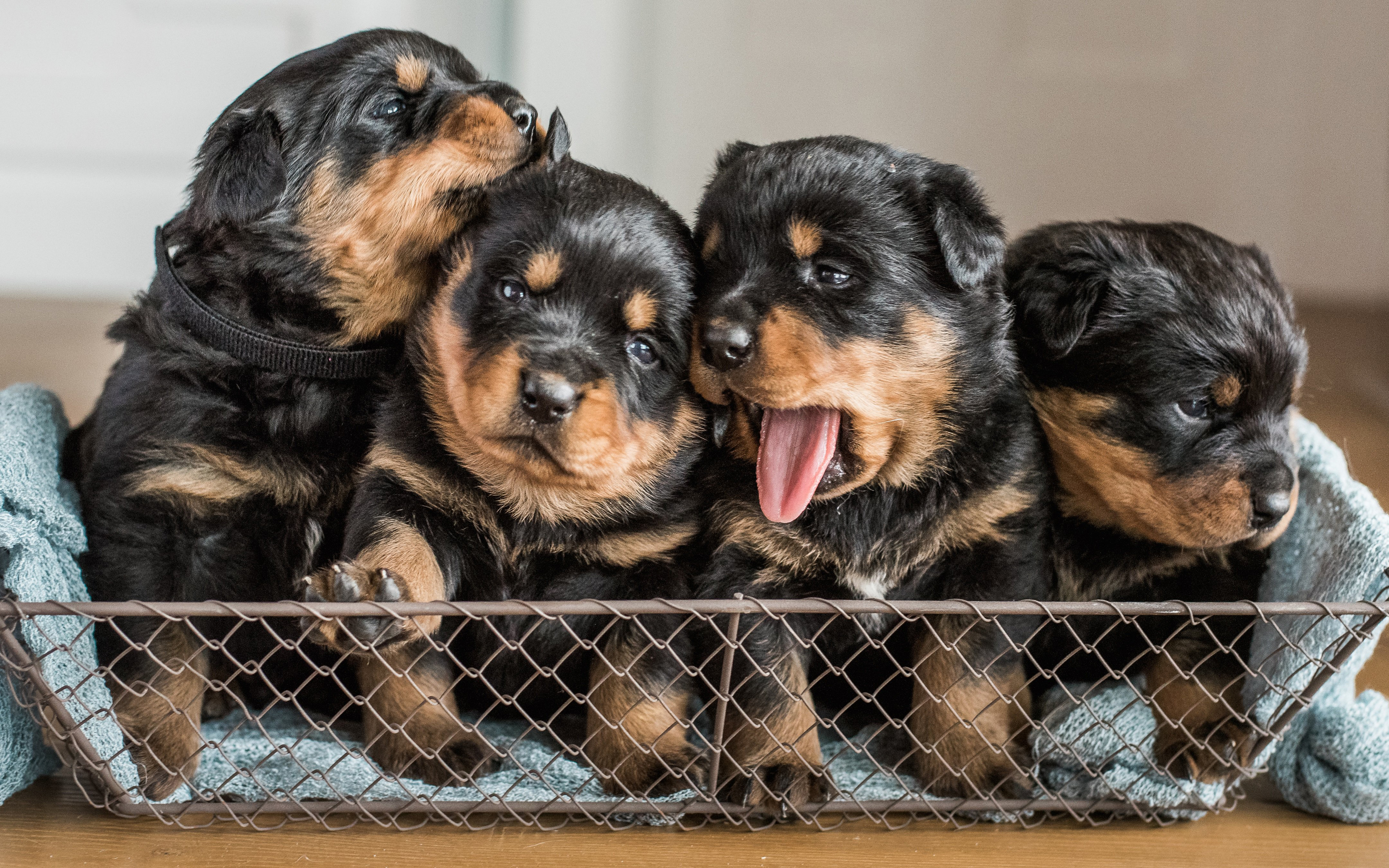 Rottweiler Puppy Wallpaper - Cute Puppies 4k , HD Wallpaper & Backgrounds