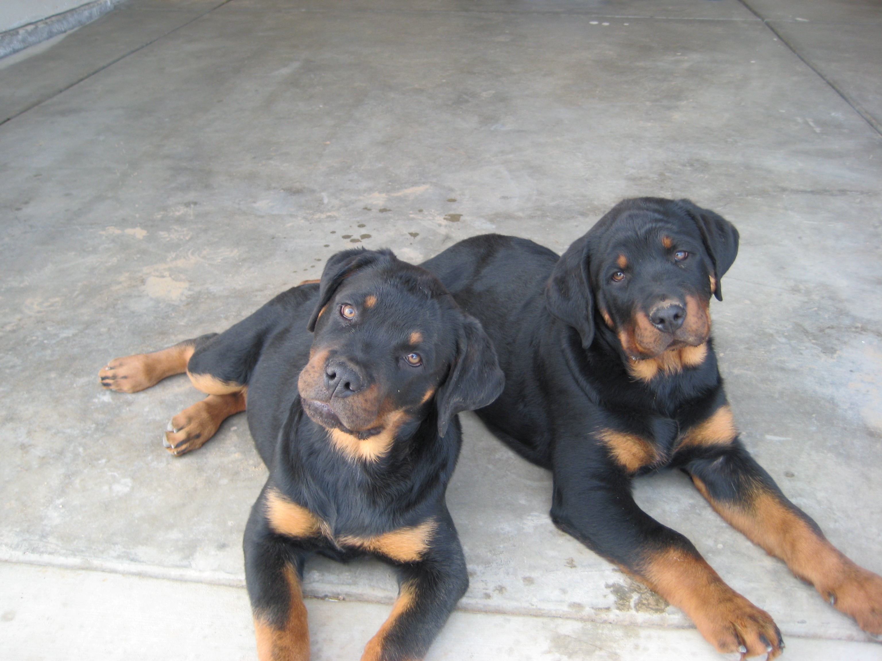 Rottweiler Hd Wallpaper For Pc Desktop , HD Wallpaper & Backgrounds