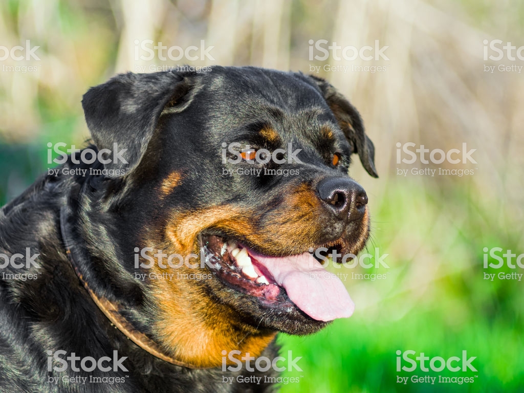 Rottweiler Dog Portrait - Rottweiler , HD Wallpaper & Backgrounds