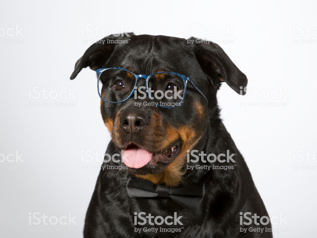 Royalty-free Aggression Stock Photo - Rottweiler , HD Wallpaper & Backgrounds