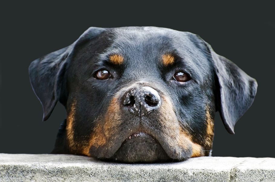 Adult Black And Mahogany Rottweiler, Dog, Face, Animal, - Rottweiler Mix , HD Wallpaper & Backgrounds