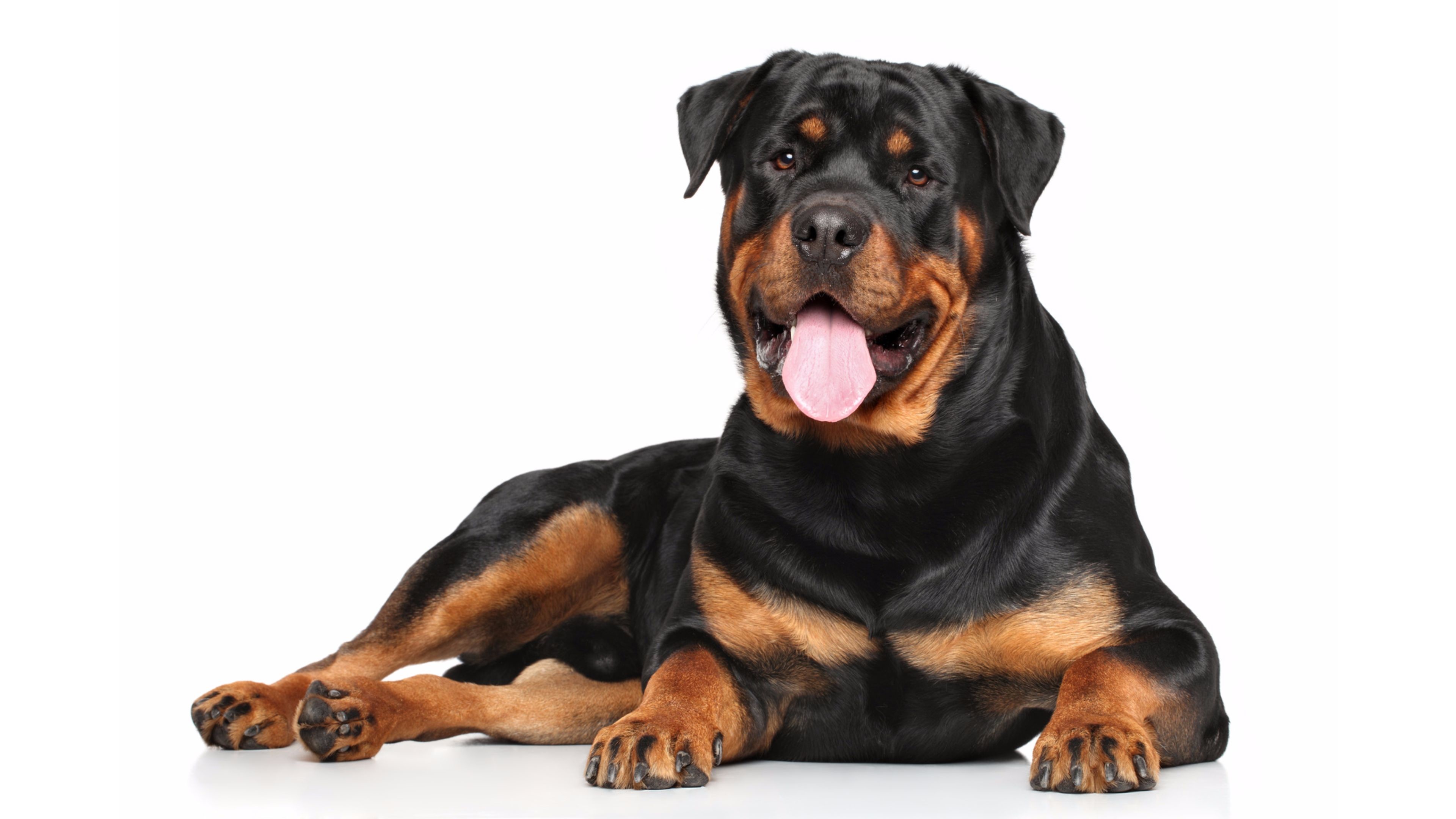 Dog Rottweiler Puppies , HD Wallpaper & Backgrounds