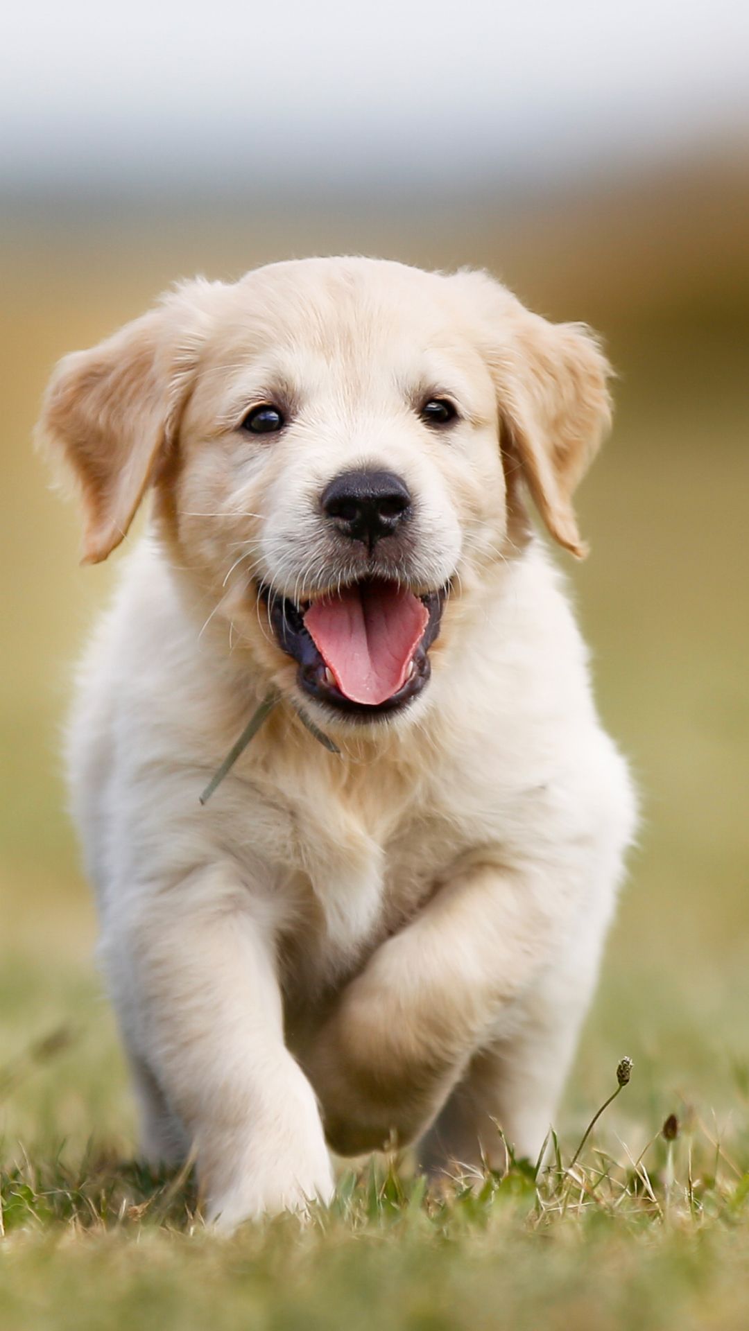 Golden Retriever Puppy Wallpaper Hd , HD Wallpaper & Backgrounds