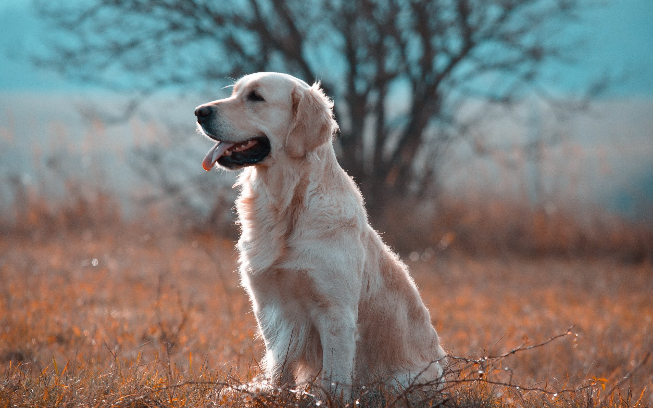 2560x1600, Golden Retriever Wallpaper 
 Data Id 
 Data , HD Wallpaper & Backgrounds