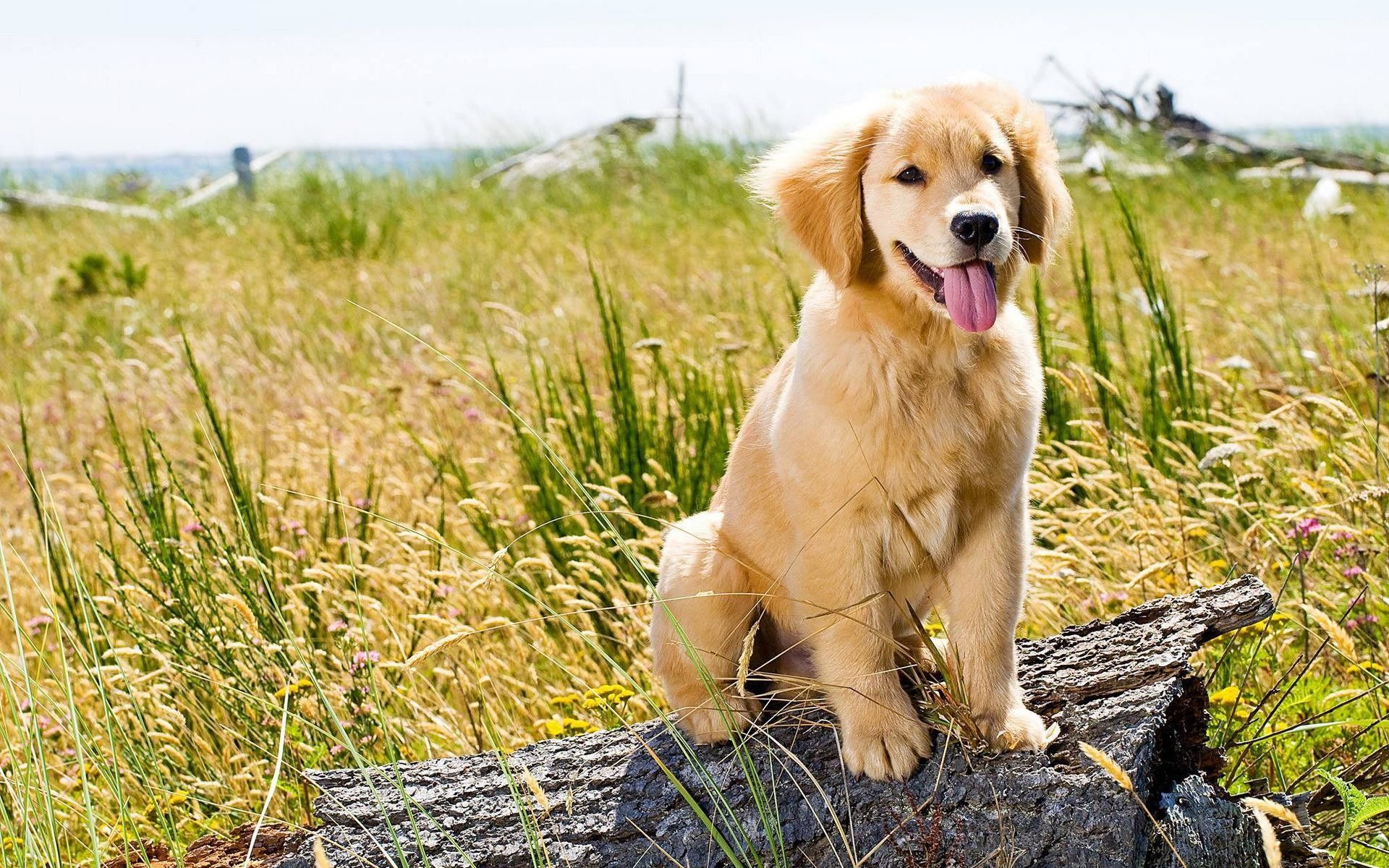Golden Retriever Wallpaper - Golden Retriever Puppy Background , HD Wallpaper & Backgrounds