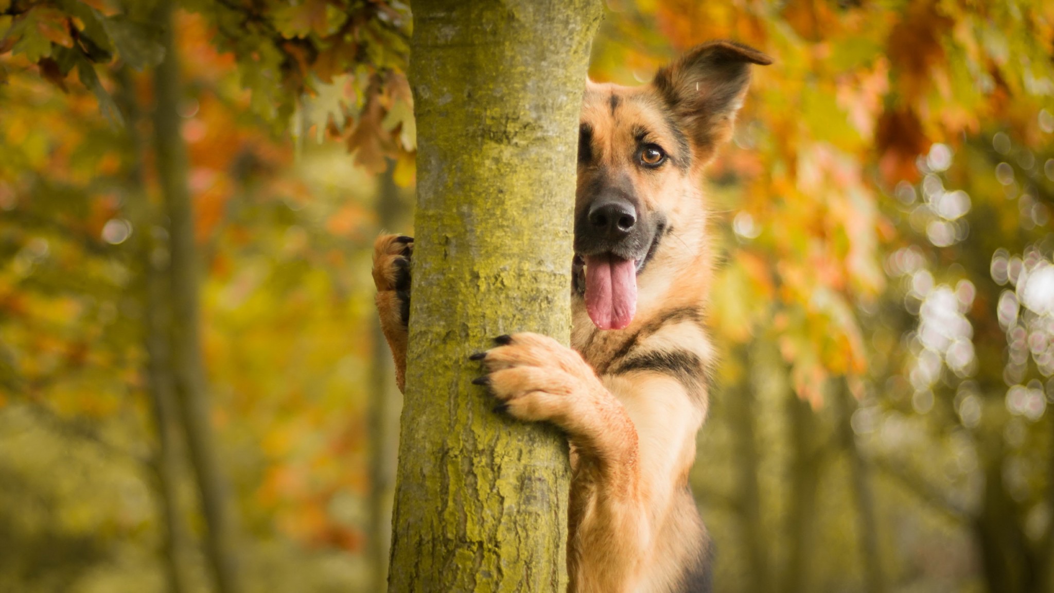 German Shepherd Wallpapers 4k , HD Wallpaper & Backgrounds