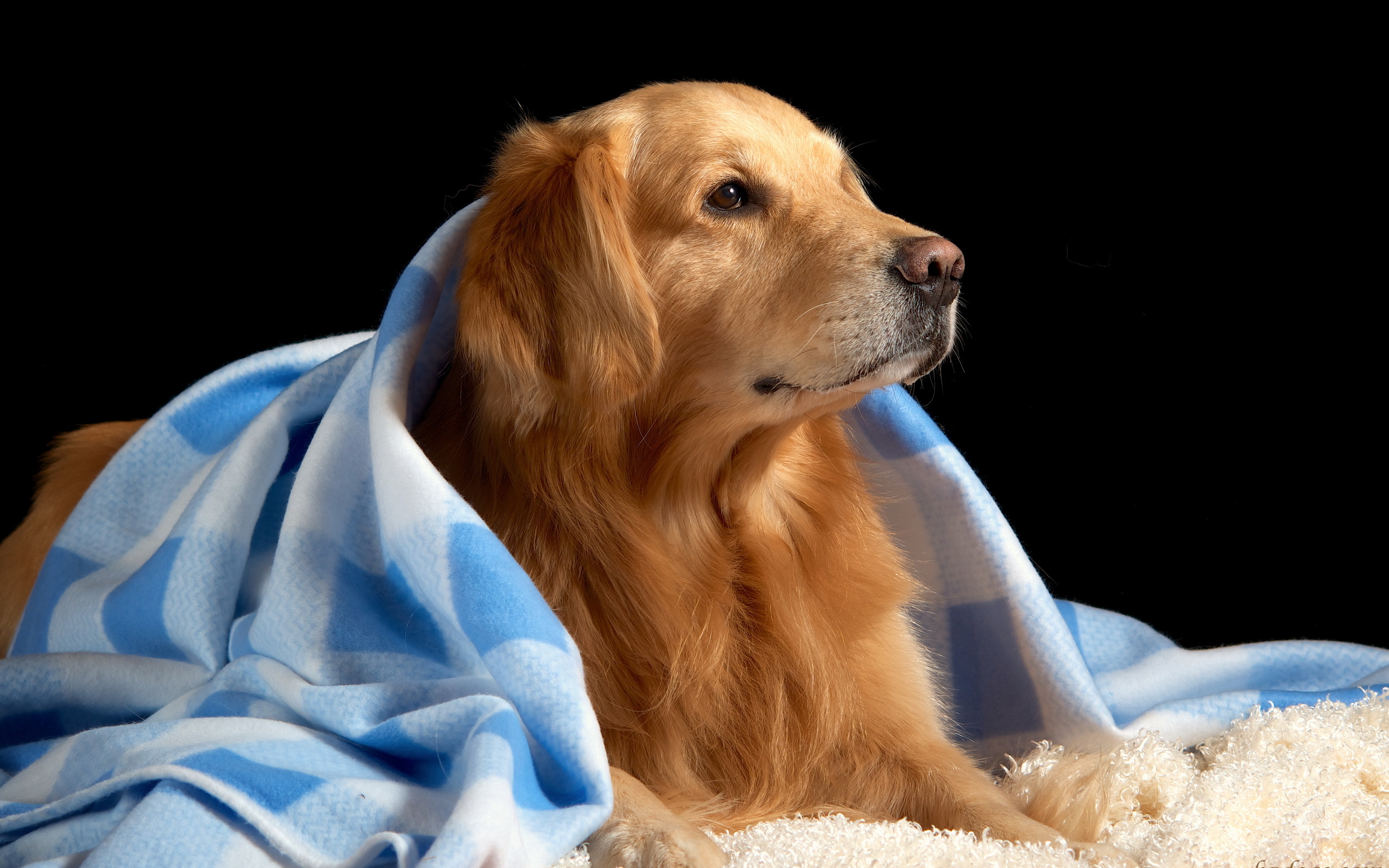 Golden Retriever Wallpaper For Windows 7 Wallpaper , HD Wallpaper & Backgrounds