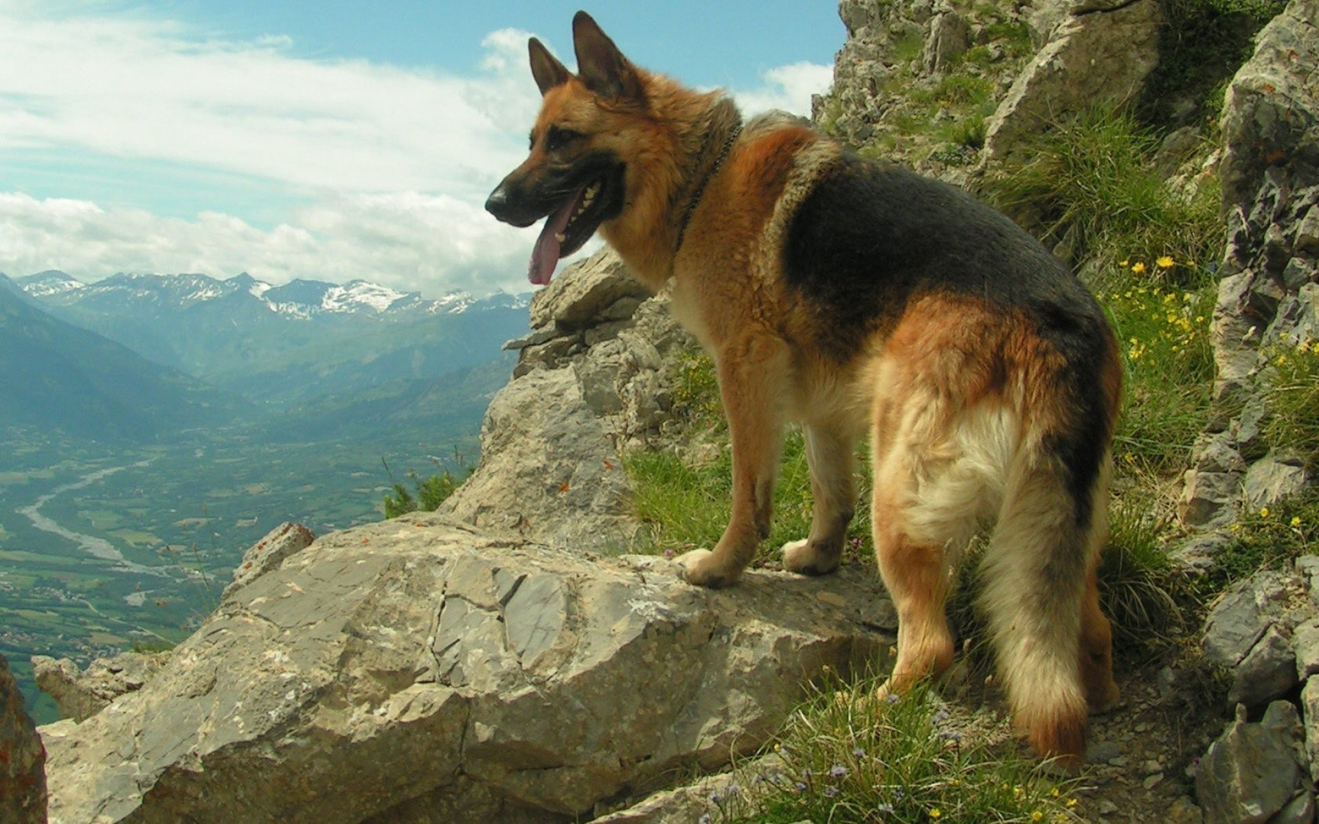 German Shepherd Wallpapers Â - German Shepherd Dogs Wallpaper Hd , HD Wallpaper & Backgrounds