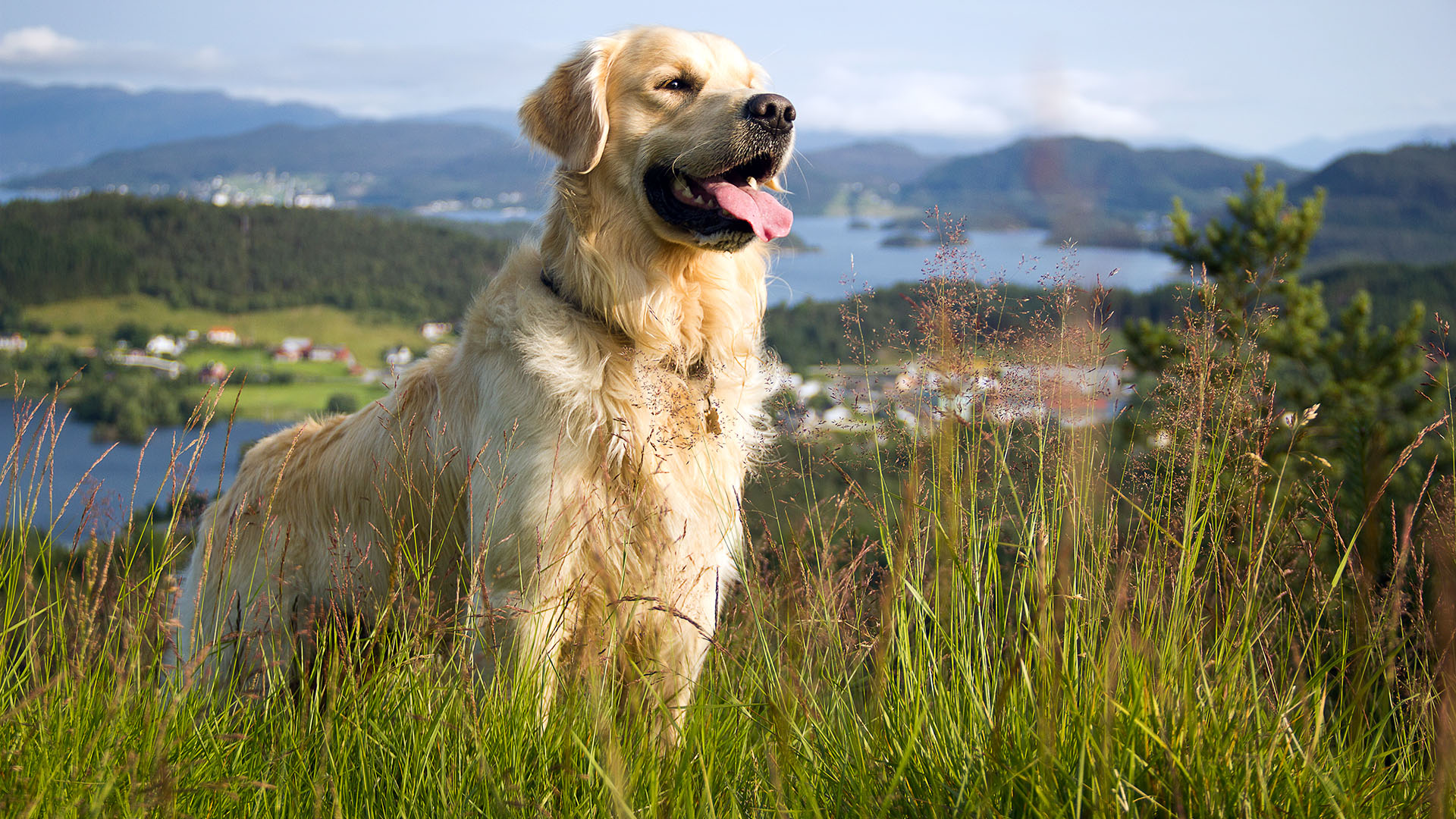 Golden Retriever Wallpaper - Golden Retriever , HD Wallpaper & Backgrounds