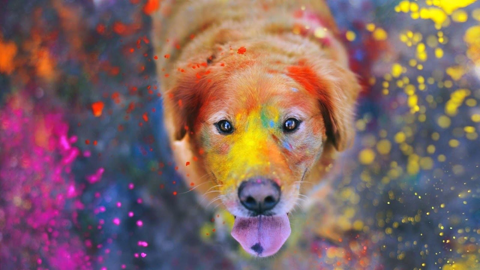 Golden Retriever Wallpaper Desktop - Golden Retriever Wallpaper For Pc , HD Wallpaper & Backgrounds