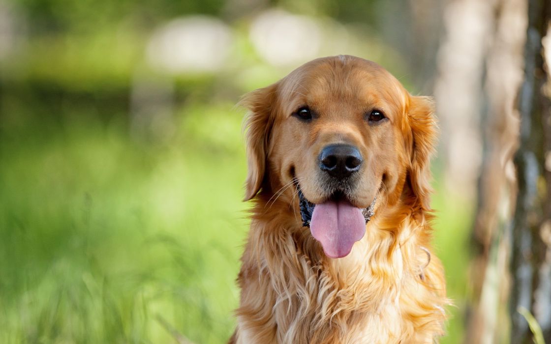 Animals Dogs Pets Golden Retriever Wallpaper - Golden Retriever Wallpaper Hd , HD Wallpaper & Backgrounds