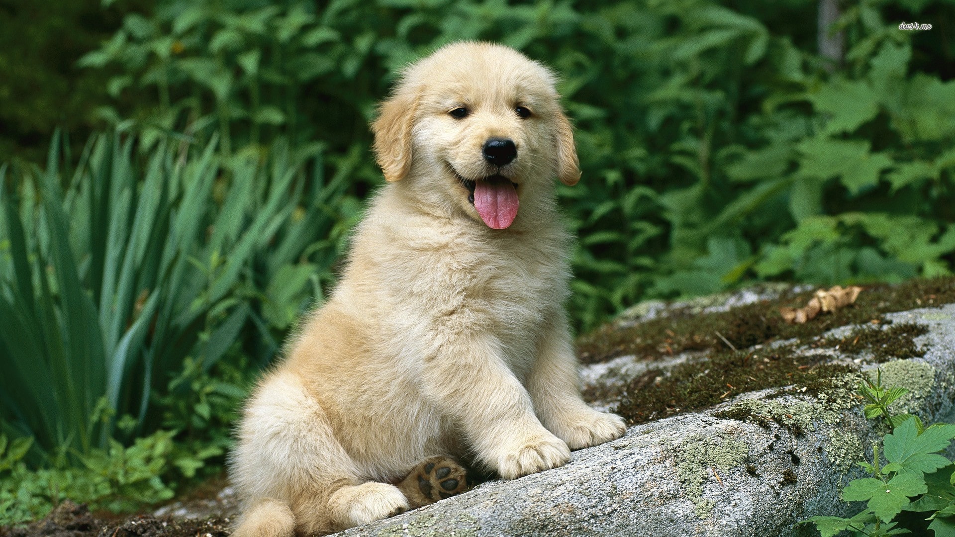 Golden Retriever Wallpaper - Golden Retriever Puppy Hd , HD Wallpaper & Backgrounds