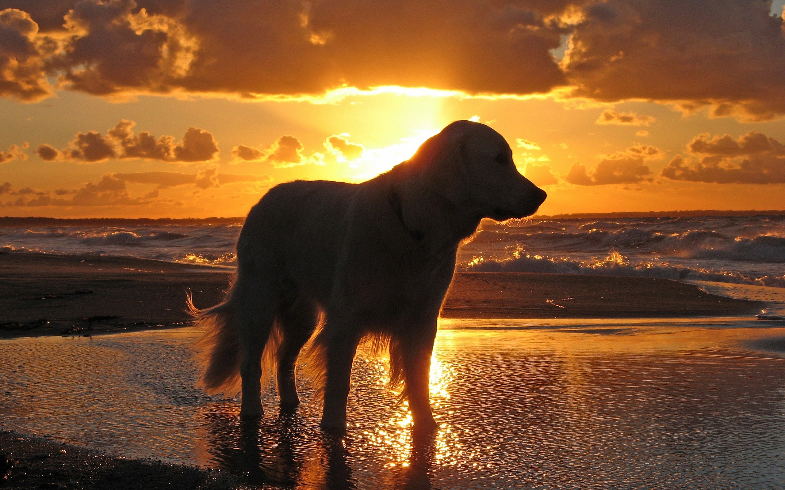 Golden Retriever In The Sunset , HD Wallpaper & Backgrounds