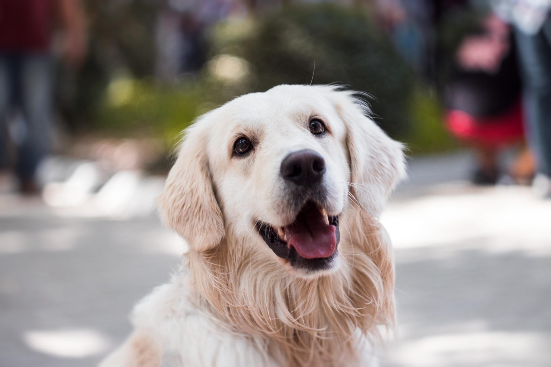 Cream Color Golden Retriever 1920x1280p Wallpaper - Golden Retriever , HD Wallpaper & Backgrounds