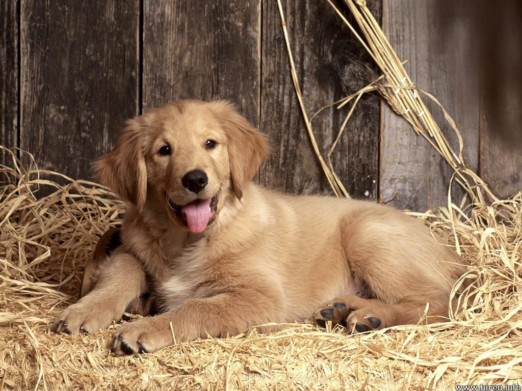 Golden Retriever Wallpaper , HD Wallpaper & Backgrounds