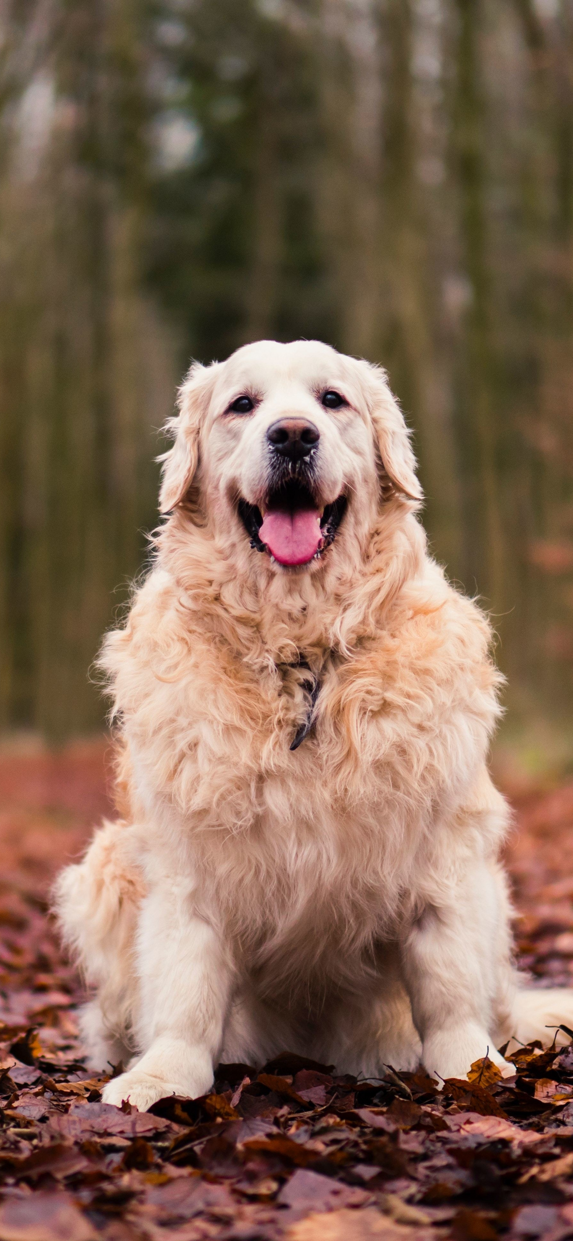 Golden Retriever Dog Wallpaper For Laptop , HD Wallpaper & Backgrounds