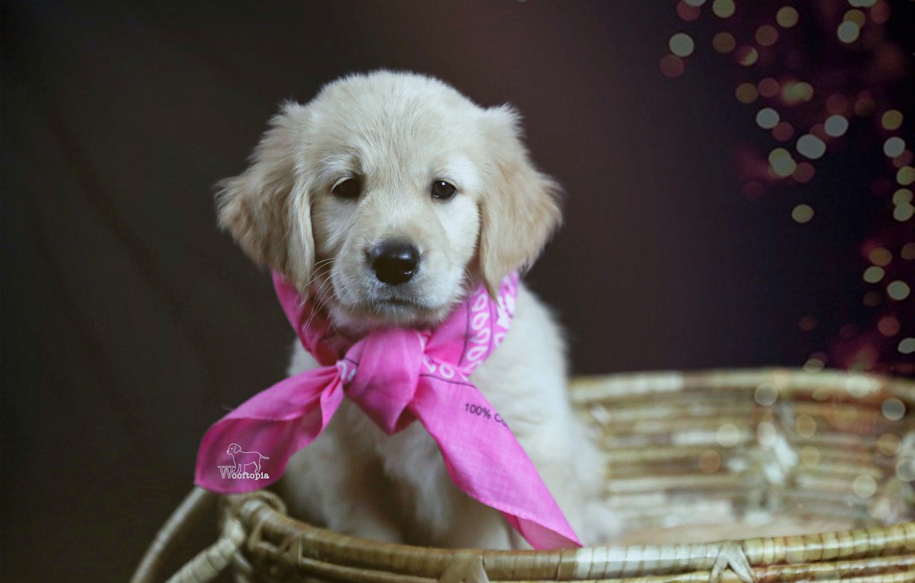 Photo Wallpaper Basket, Dog, Puppy, Solitaire, Golden - Golden Retriever , HD Wallpaper & Backgrounds