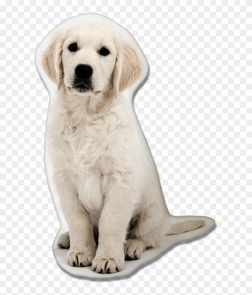 Golden Retriever Dog Pillow - Sweet Dog Quotes , HD Wallpaper & Backgrounds