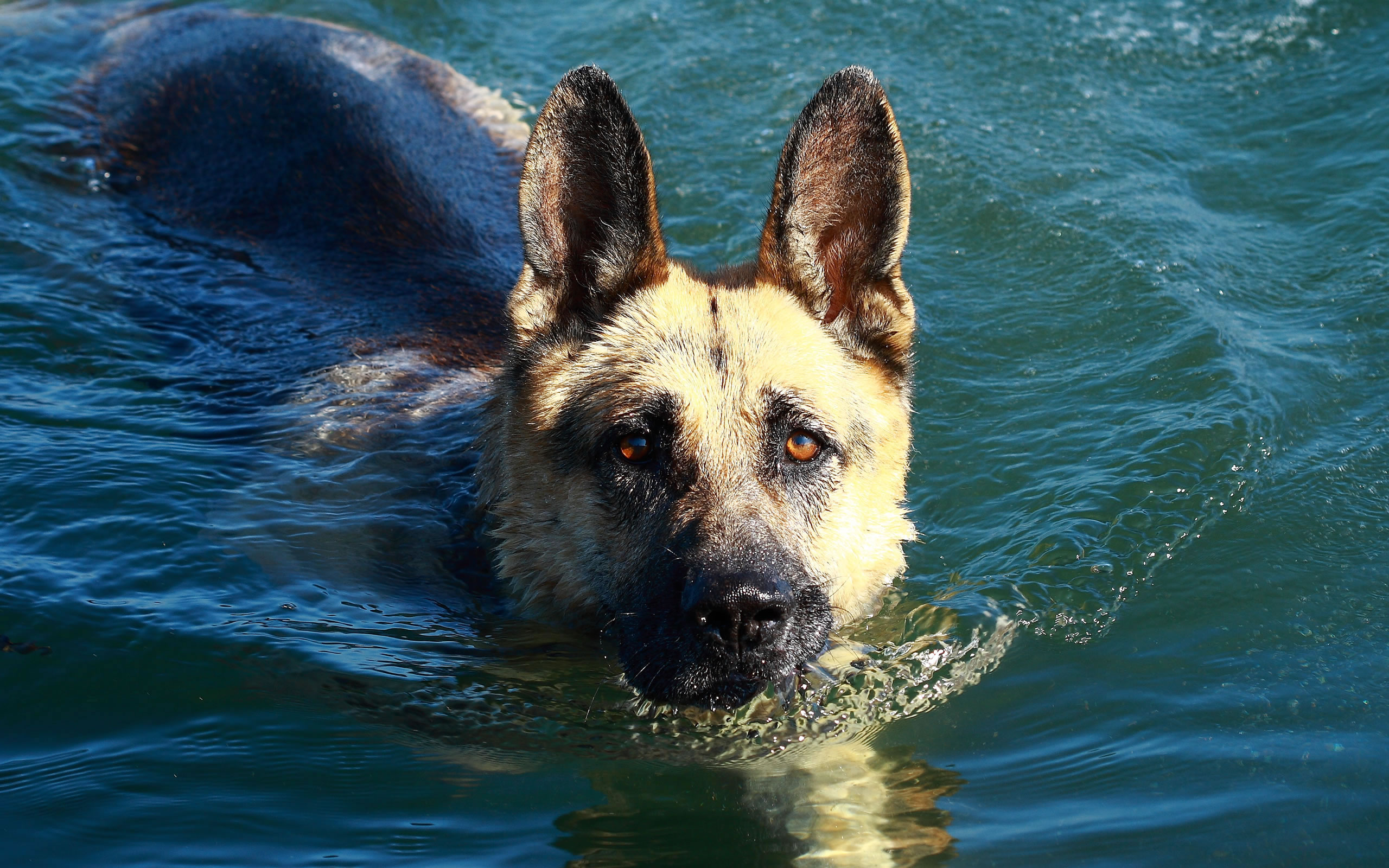 Diving German Shepherd Dog , HD Wallpaper & Backgrounds