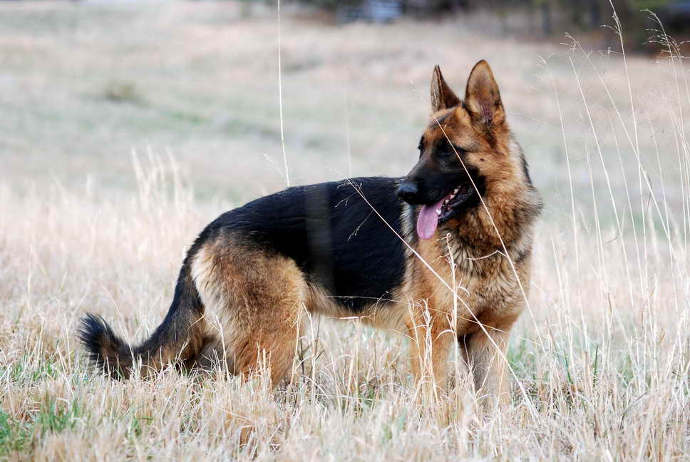 German Shepherd Wallpaper - Old German Shepherd Dog , HD Wallpaper & Backgrounds