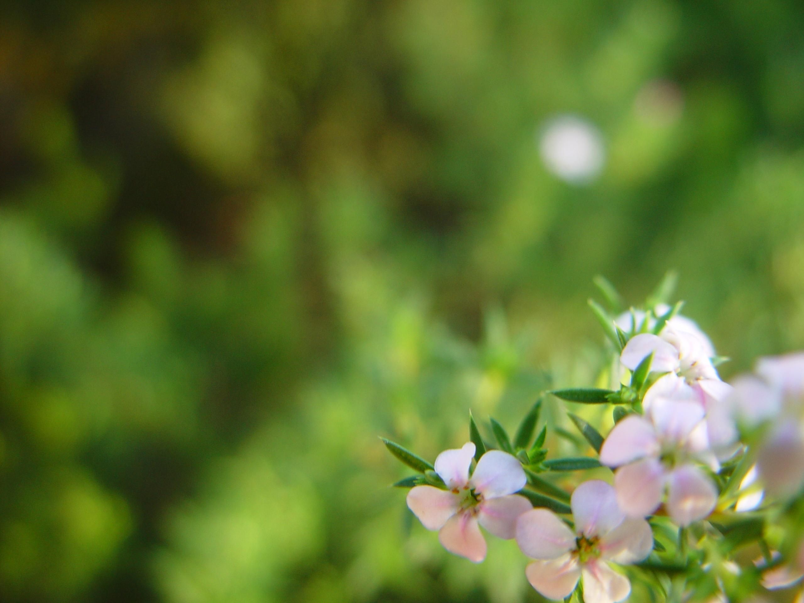 Floral Wallpaper - File Free Wallpaper Wikimedia Org (#3132297) - HD  Wallpaper \u0026 Backgrounds Download, image size:2560x1920