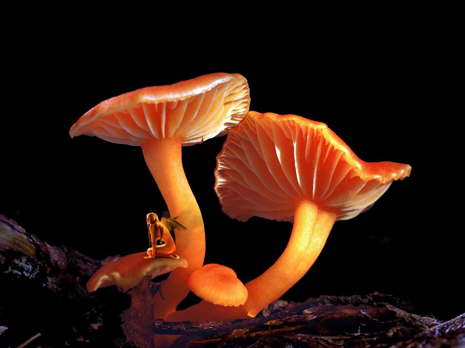 Mushroom Elf Desktop Wallpaper Pictures Mushroom Elf - High Resolution Mushrooms , HD Wallpaper & Backgrounds