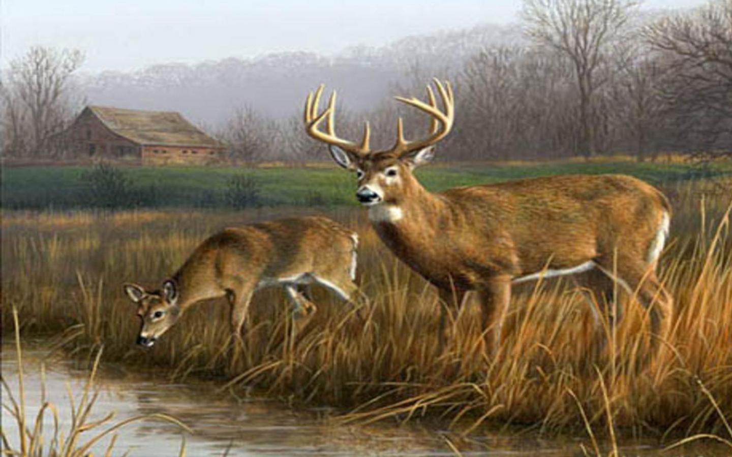 Hunting Realtree Wallpaper Desktop, Best Wallpaper - Deer Drinking From A Creek , HD Wallpaper & Backgrounds