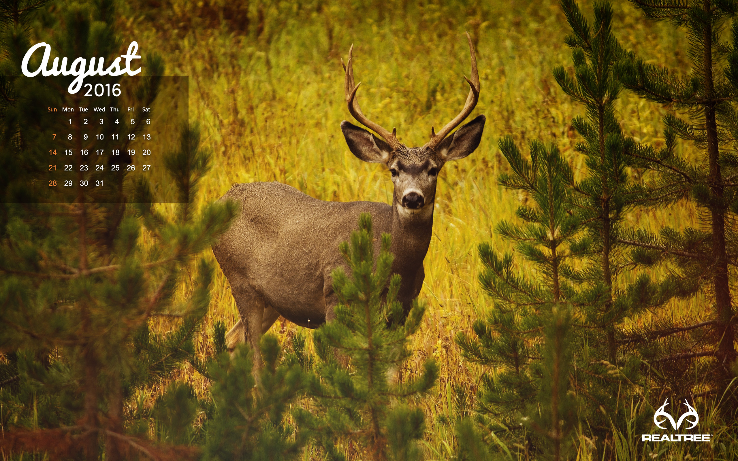 Wallpapers - Realtree - Young Mule Deer In Summer , HD Wallpaper & Backgrounds