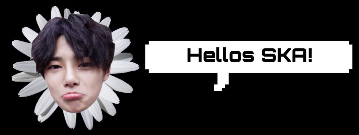 Black Background Daisy Name , HD Wallpaper & Backgrounds