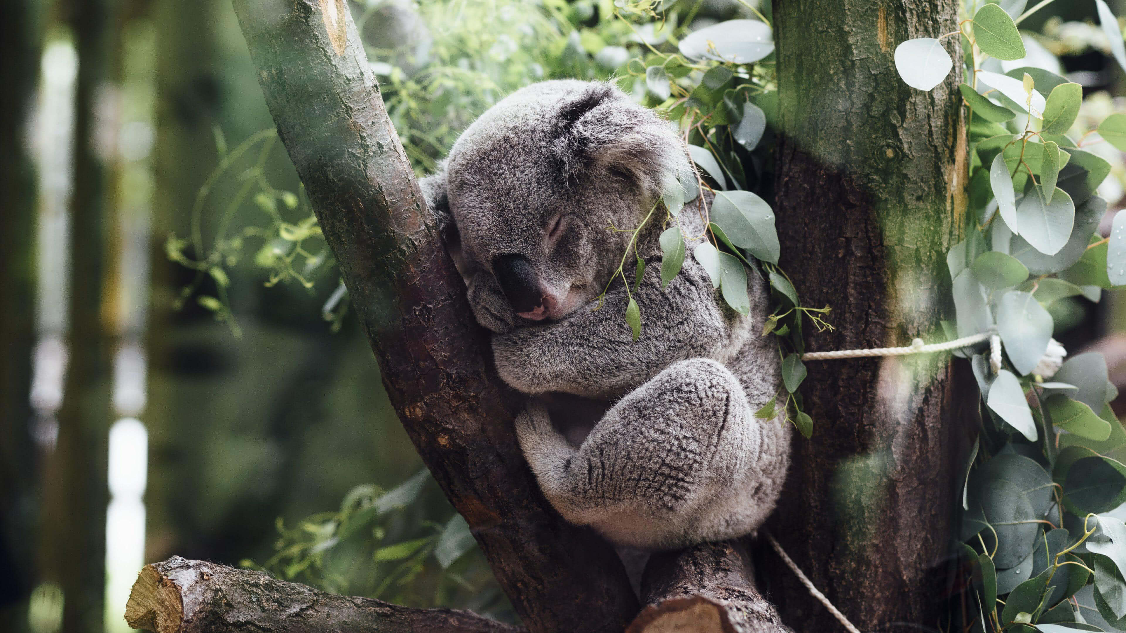 Koala Sleeping In A Tree 4k Wallpaper - Koala Wallpaper Hd , HD Wallpaper & Backgrounds
