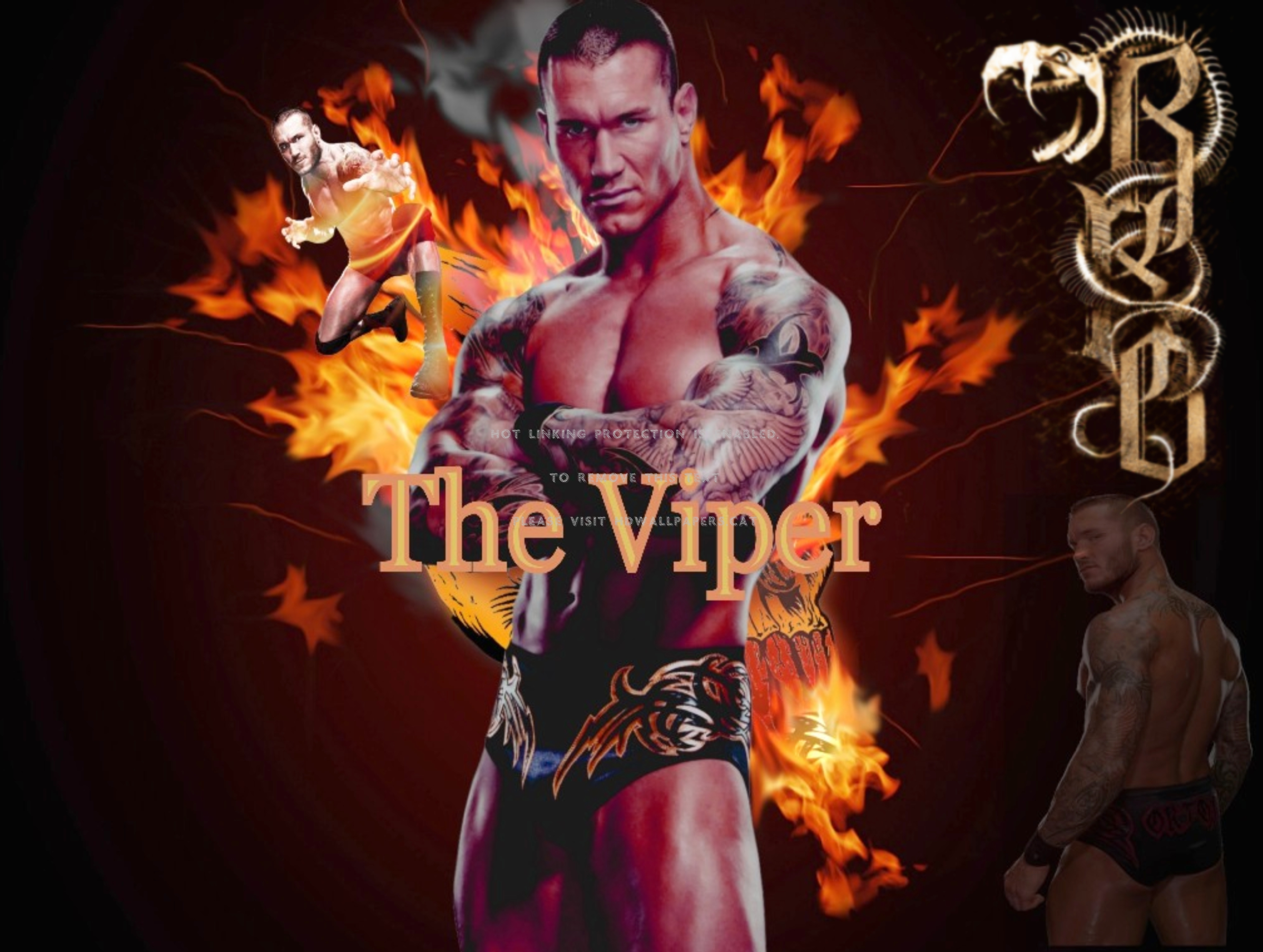 The Rising Viper Apex Predator Randy Orton - Randy Orton Arms , HD Wallpaper & Backgrounds
