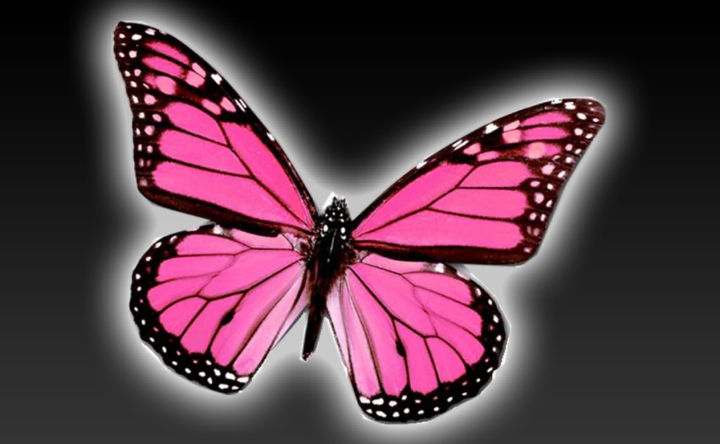 Wallpaper Pink Butterflies Adult T Shirt Pink Butterflies - Pink Light Pink Butterfly , HD Wallpaper & Backgrounds